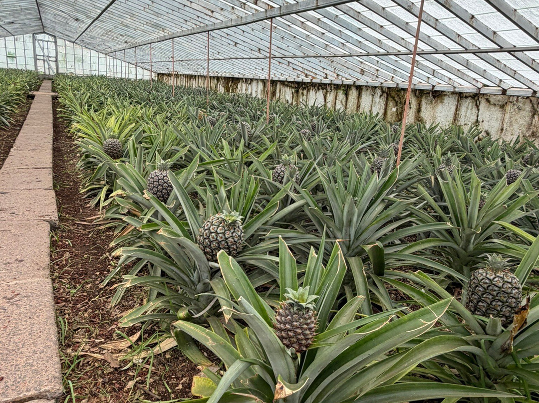 Picos de Aventura-蓬塔德尔加达必去景点