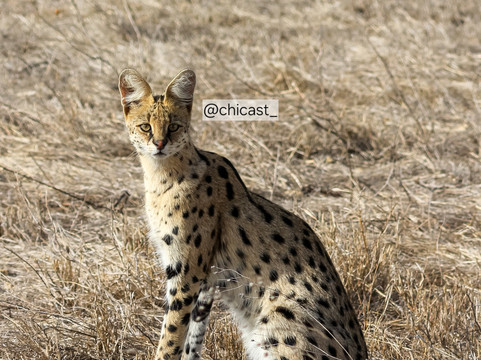 African Scenic Safaris-莫西必去景点