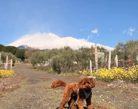 Tenuta Papale-Belpasso必去景点
