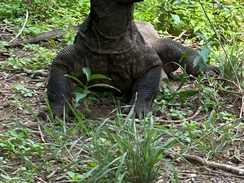 Top Komodo Tours-科莫多必去景点