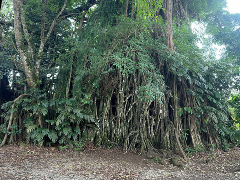 Millennium Tree (Balete tree)-Maria Aurora必去景点