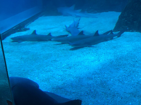 Jakarta Aquarium & Safari-雅加达必去景点