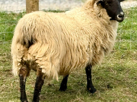 Cress Creeks Farm And Corn Maze-Ellijay必去景点