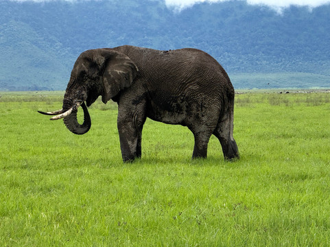 歌珊地非洲游猎之旅-阿鲁沙必去景点