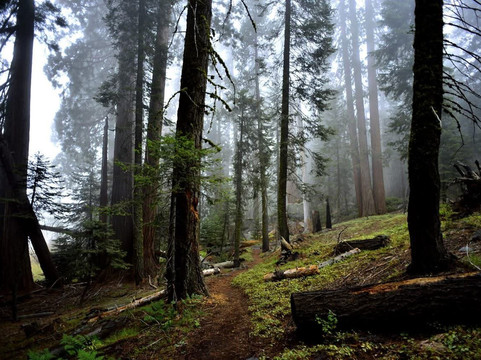 Sequoia Park-尤里卡必去景点