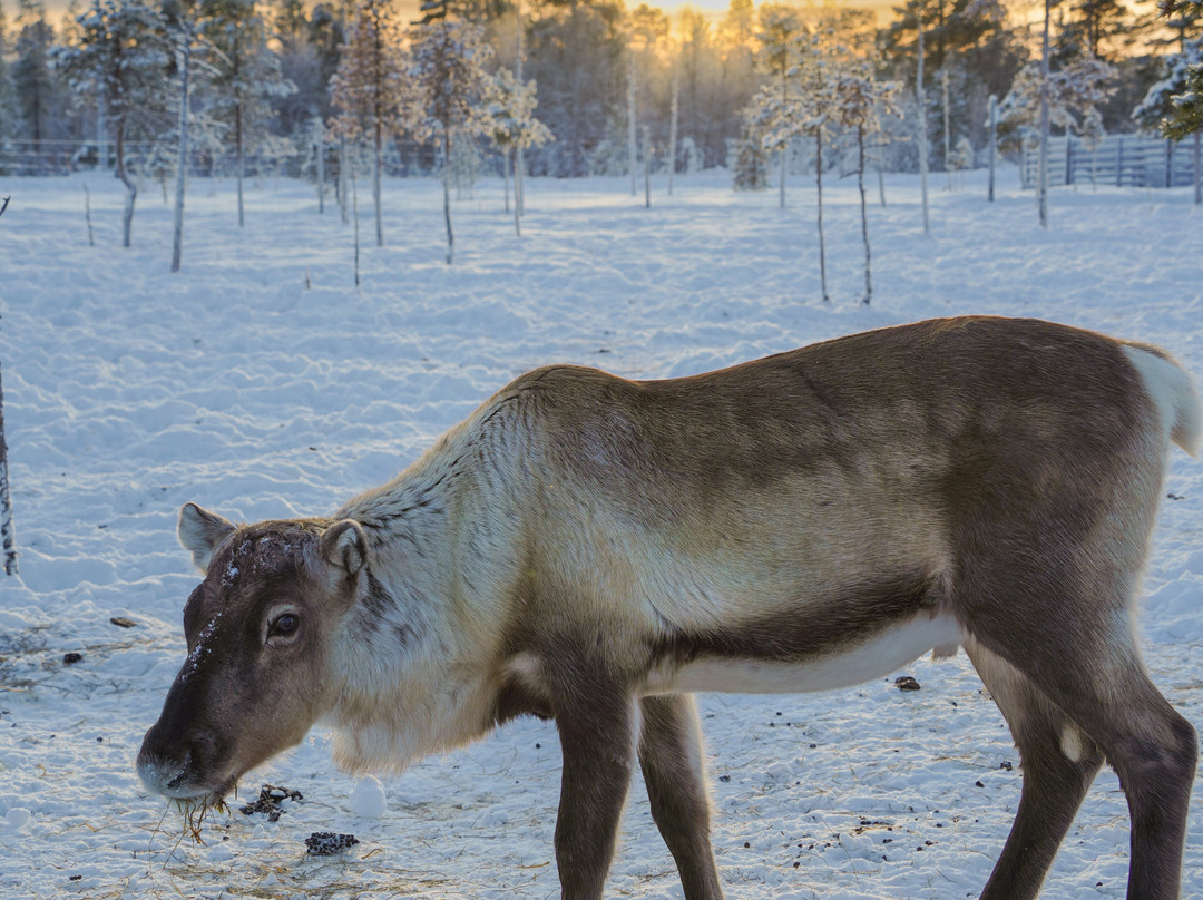 Reindeer Farm Renniina Inari-伊纳里必去景点