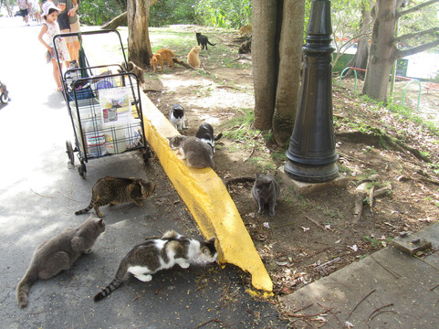 Save A Gato-圣胡安必去景点