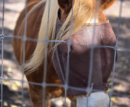 Animal Edventure Park-博因顿海滩必去景点
