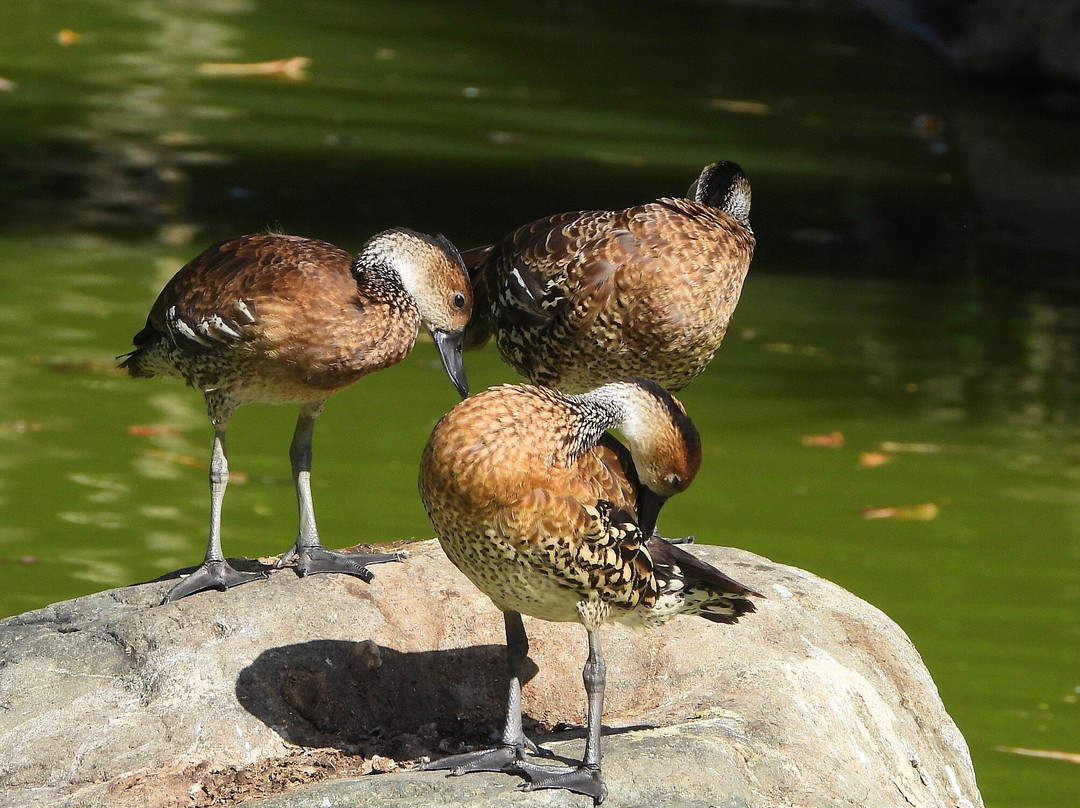 Jardin Botanico Nacional-Santo Domingo Province必去景点