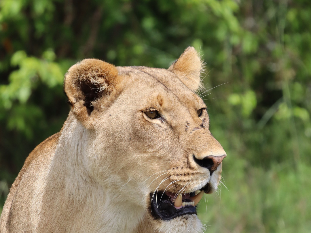 Siraam Tours and Travels-内罗毕必去景点