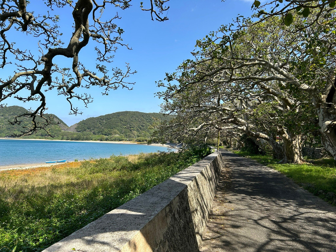 Shodon Deigo Trees-濑户内町必去景点