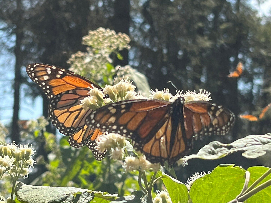 Tekpan Tours-墨西哥城必去景点