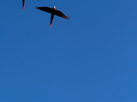 Sierpe Outfitters-Sierpe必去景点