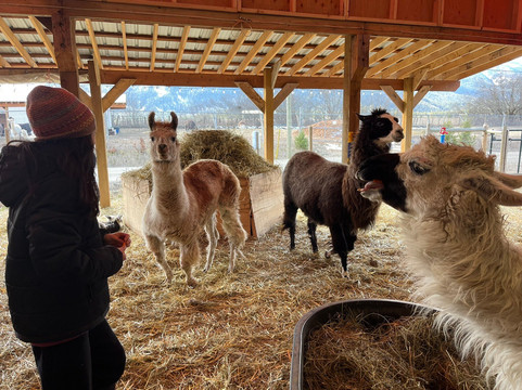 The Llama Sanctuary-Tappen必去景点