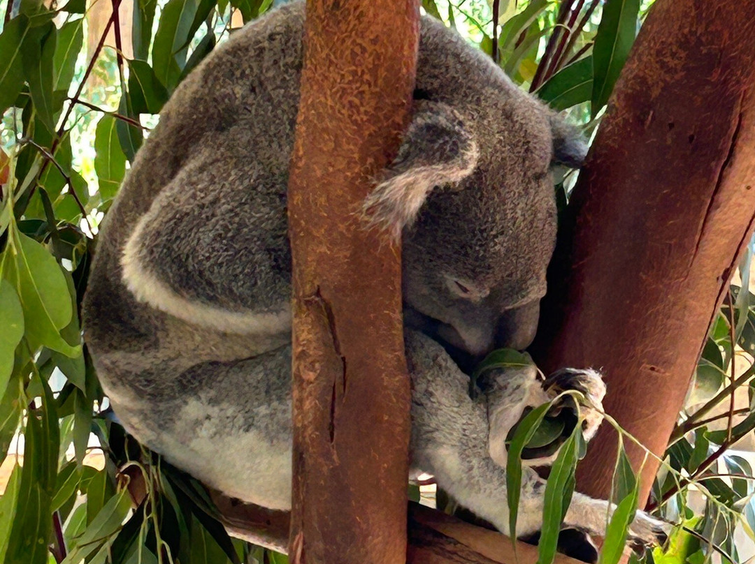 Sydney Zoo-布莱克敦必去景点