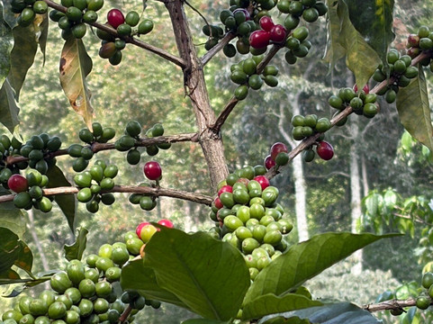 Ocaso Cafe Tour-萨伦托必去景点