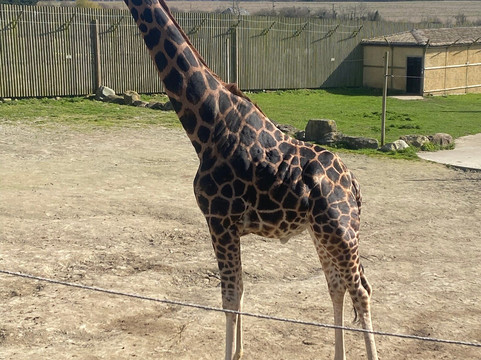 Wingham Wildlife Park-Wingham必去景点