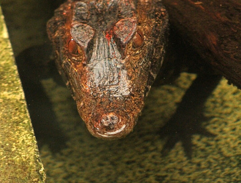 The Living Rainforest-纽伯里必去景点