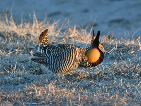 鹅卵石套房酒店 - 维莱主图