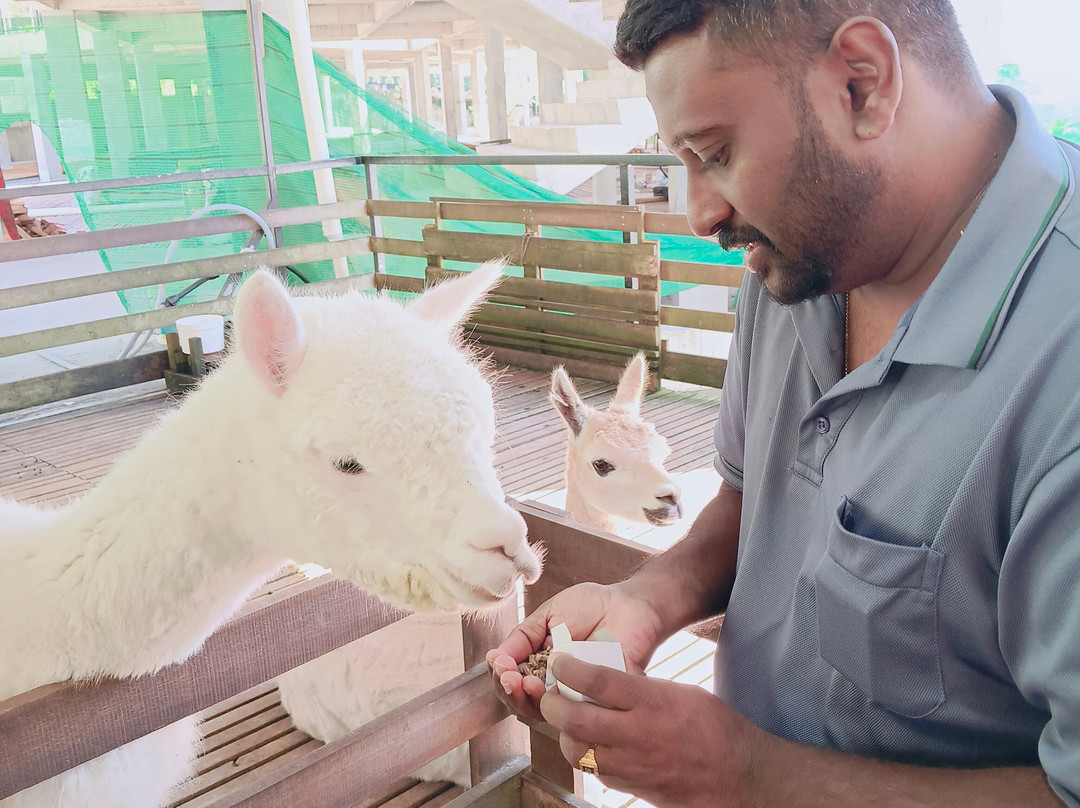 The Sheep Sanctuary-碧兰璋必去景点