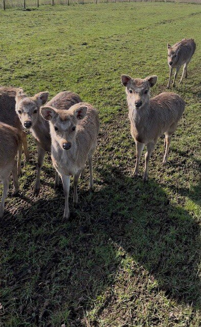 Hogshaw Farm & Wildlife Park-Hogshaw必去景点
