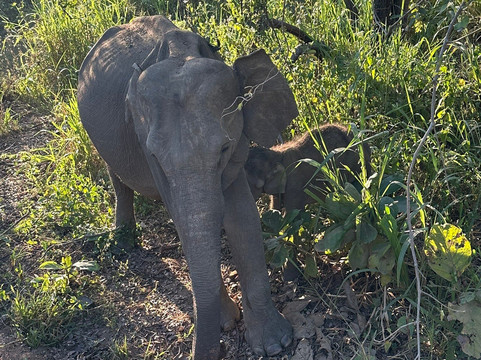 Kavi Jeep Safari-锡吉里亚必去景点