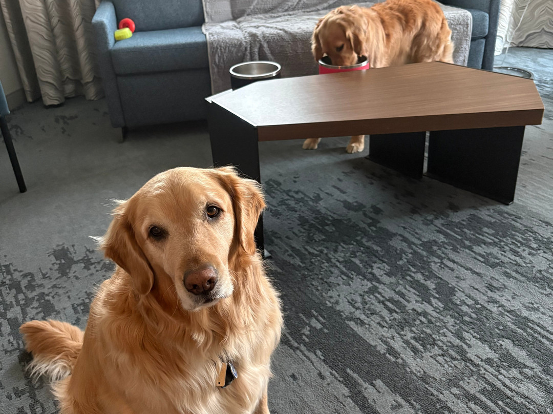 安纳波利斯威斯汀酒店主图