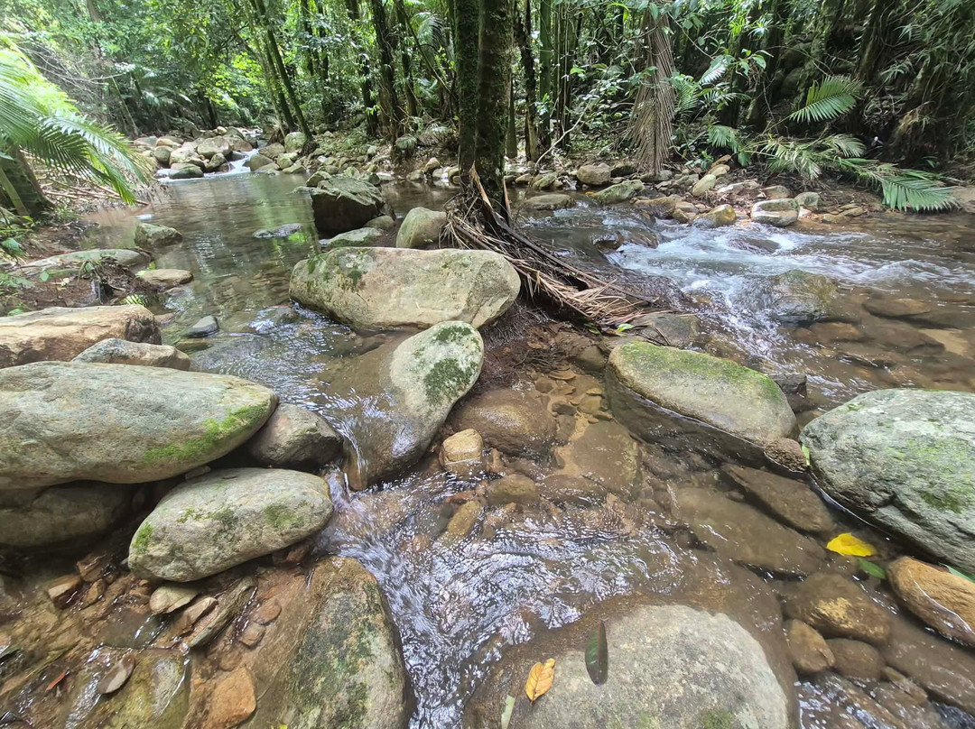 Forest Flying-Finch Hatton必去景点