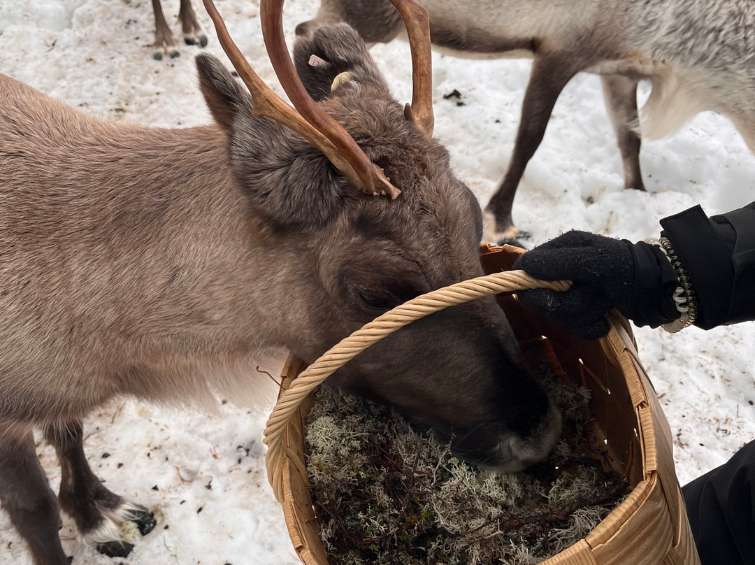 Angeli Reindeer Farm-伊纳里必去景点