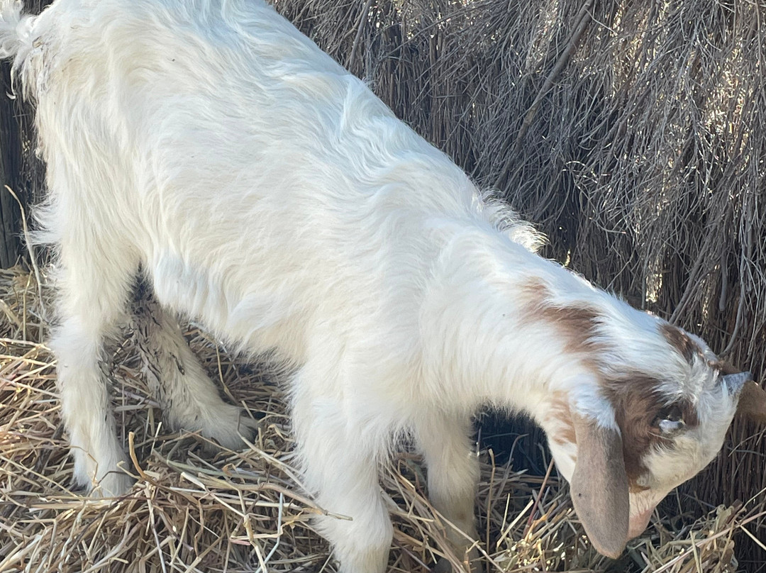 La Pequena Africa Animal Reserve-加的斯市必去景点
