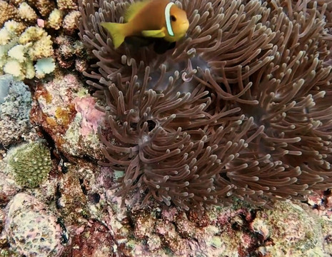 Euro-Divers LUX South Ari Atoll-南阿里环礁必去景点