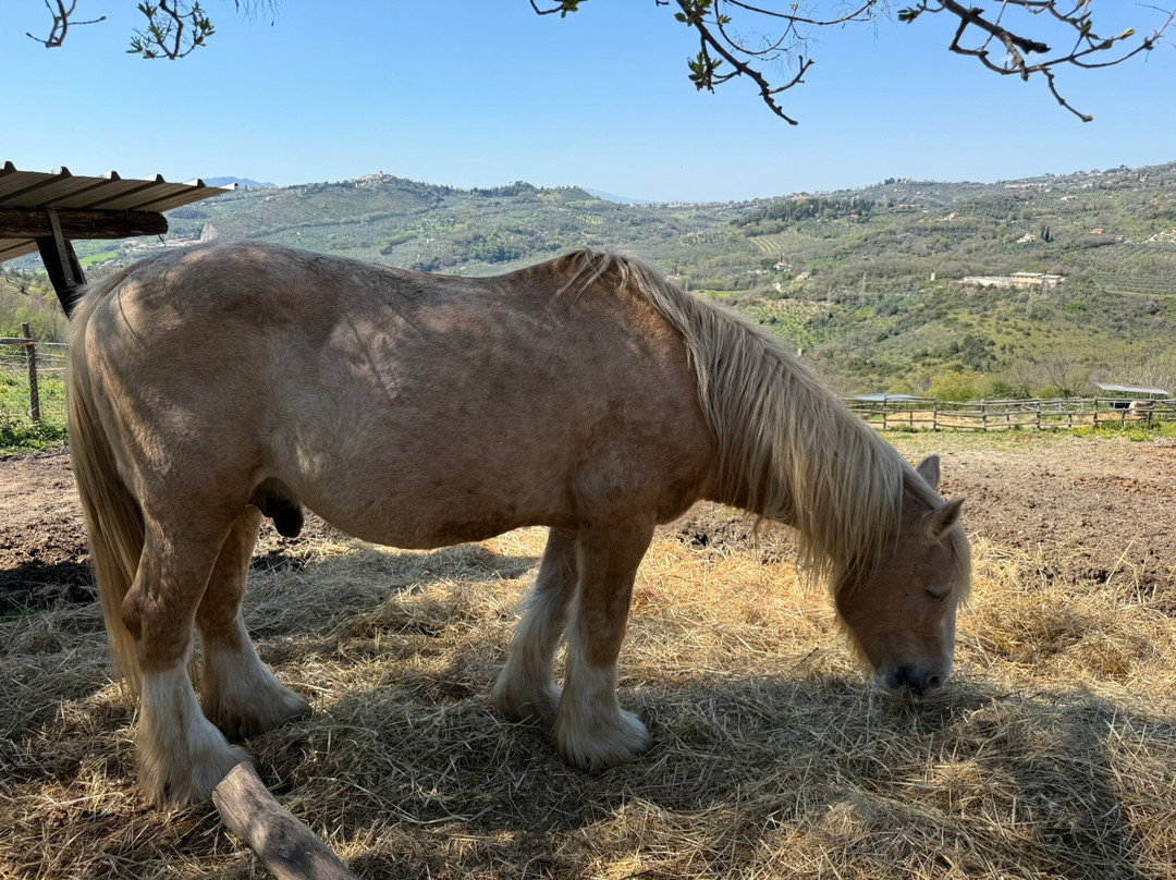 Sulla Collina di Castelnuovo di Farfa-Castelnuovo di Farfa必去景点