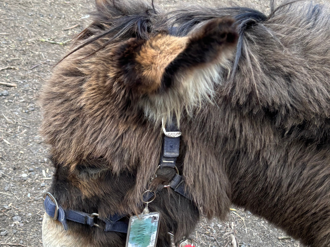 Charnwood Forest Alpacas-Boundary必去景点