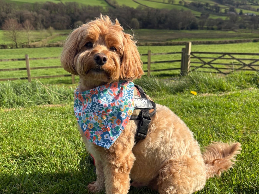 Alder Vineyard-Lewdown必去景点