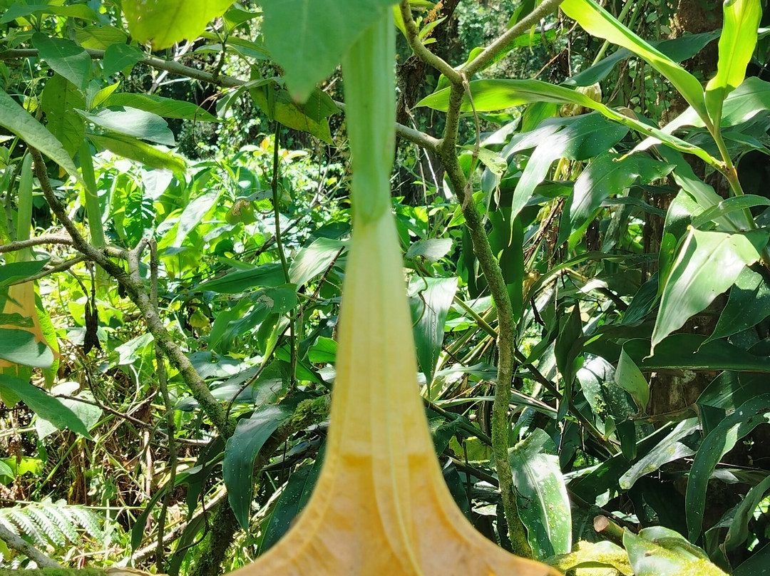 Finca Dracula-Cerro Punta必去景点