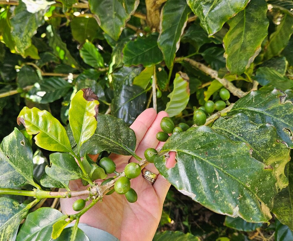 Quinta do Agricultor-蓬塔德尔加达必去景点