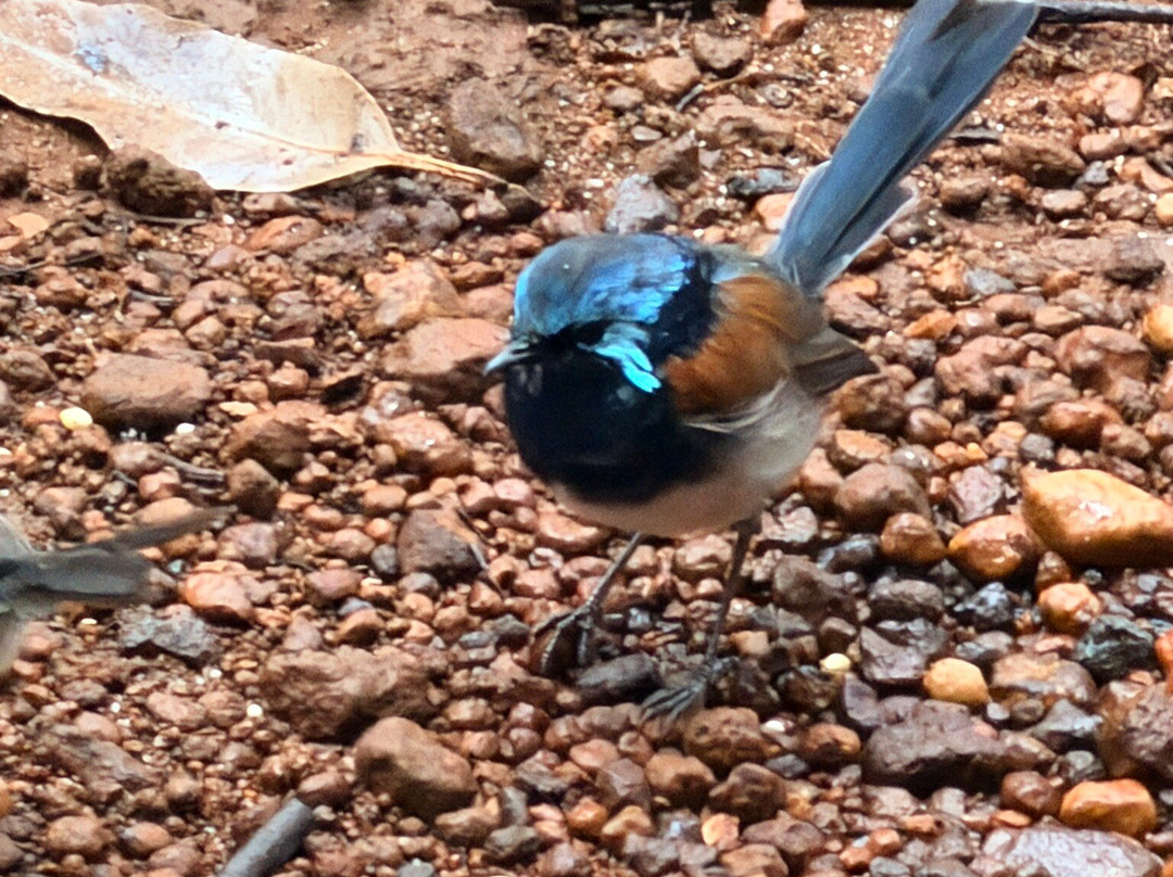 Dave Evans Bicentennial Tree-彭伯顿必去景点