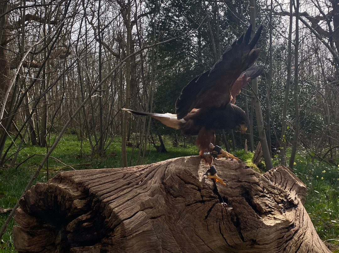 East Sussex Falconry-Herstmonceux必去景点