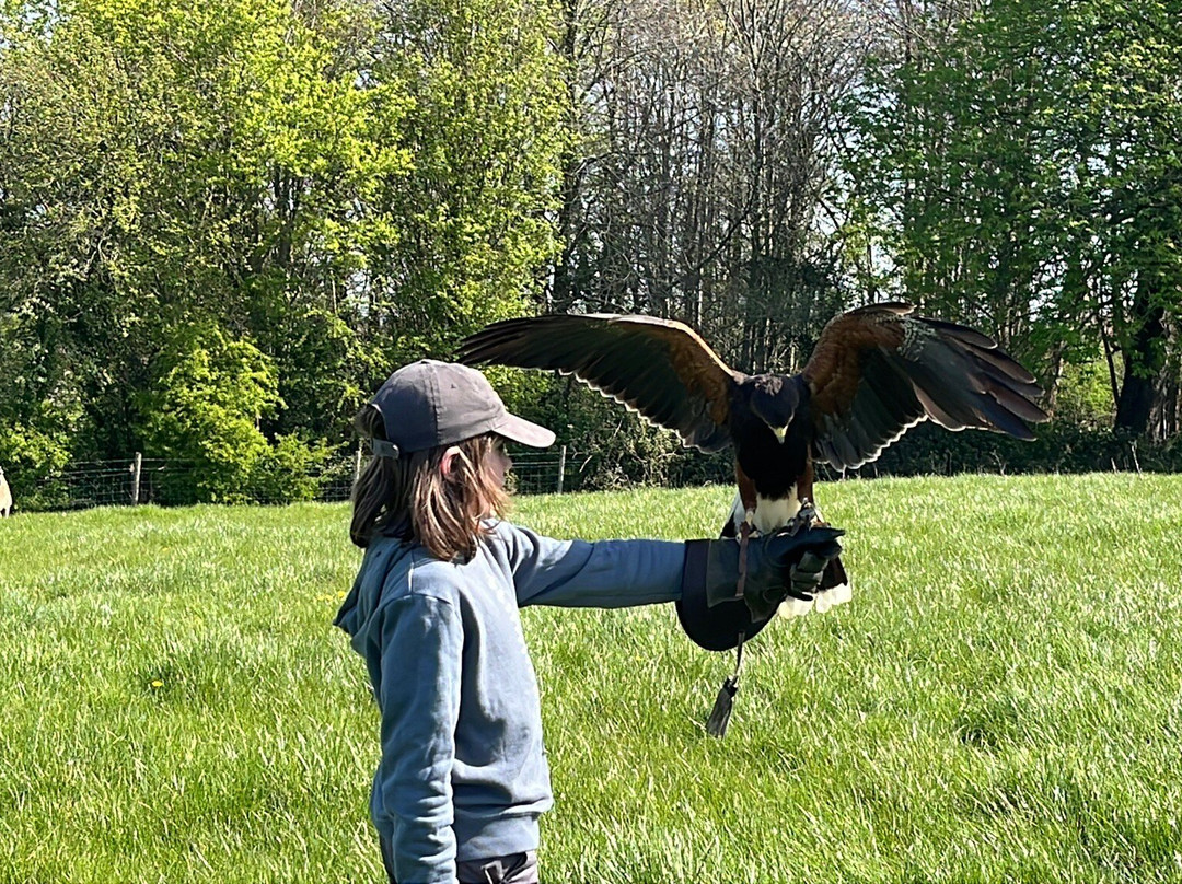 The Bird Of Prey Project-巴斯必去景点