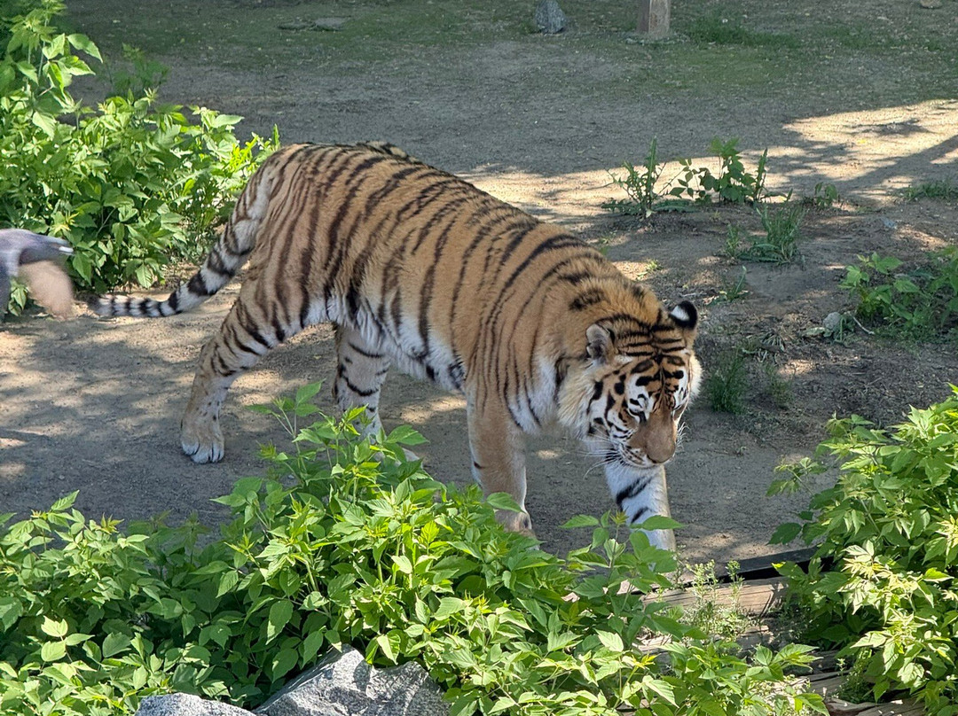 Chelyabinsk Zoo-车里雅宾斯克必去景点