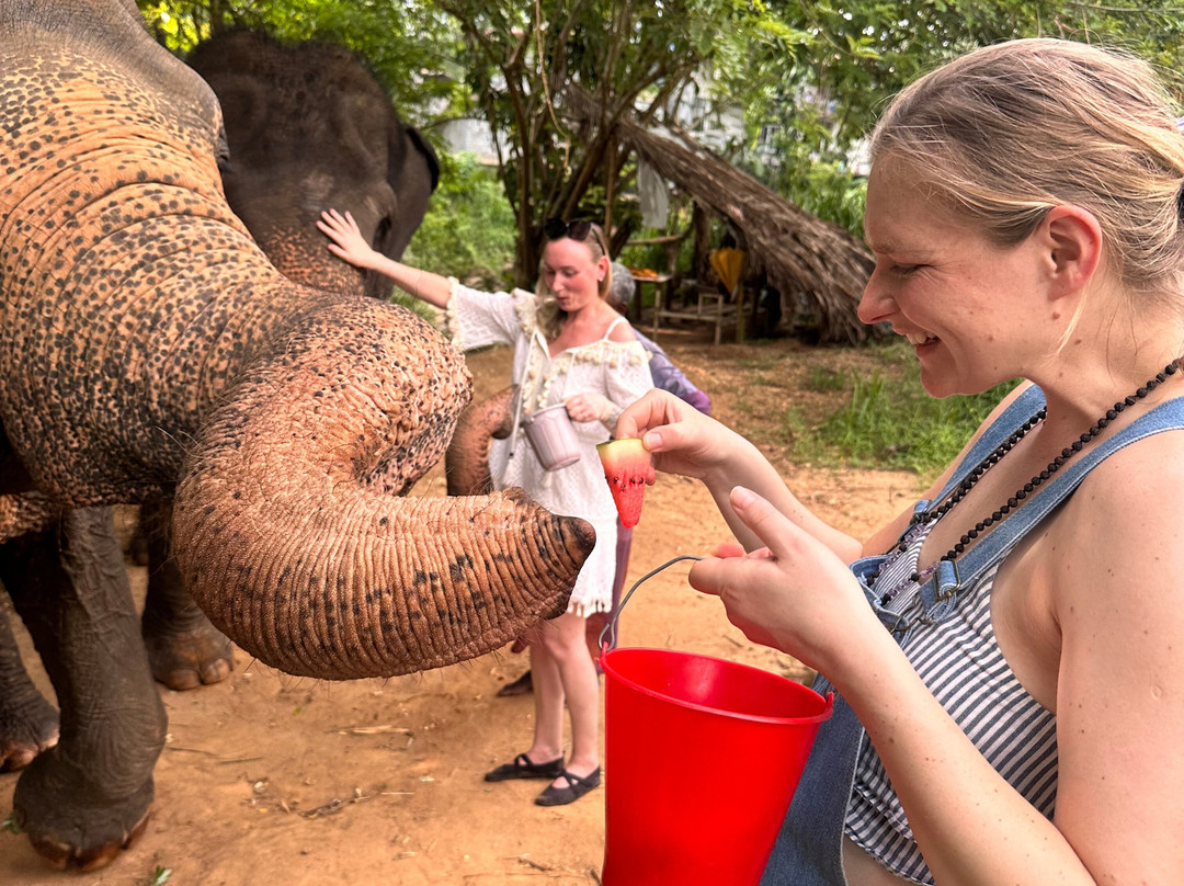 Elephant Freedom Project-凯格勒 必去景点