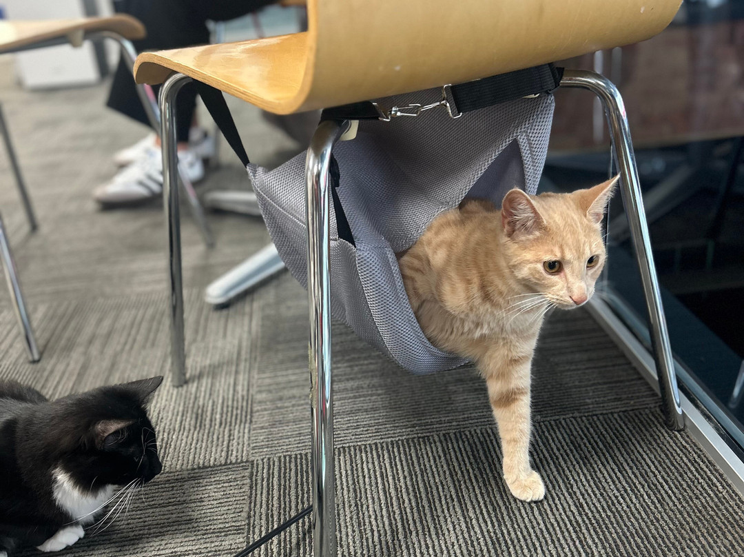 Neko Ngeru Cat Cafe-下赫特必去景点