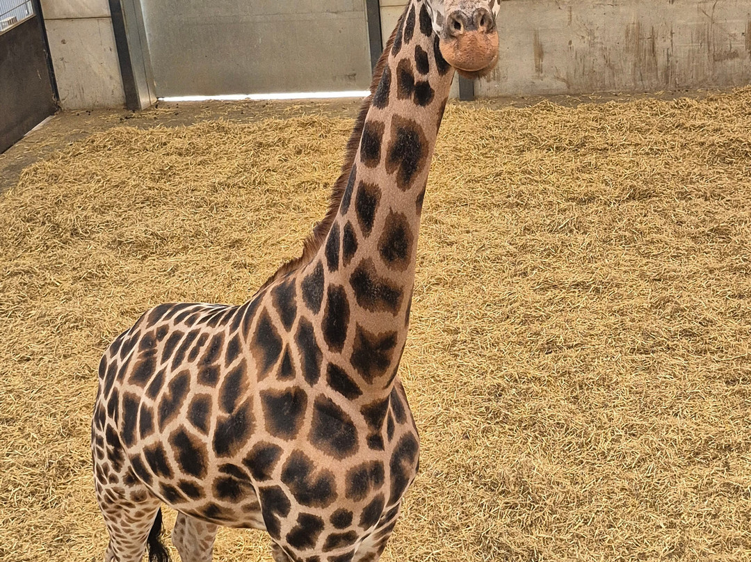 Woburn Safari Park-Woburn必去景点