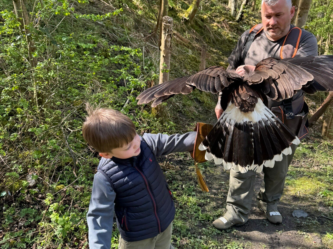 Riverside Falconry-纽卡斯尔必去景点