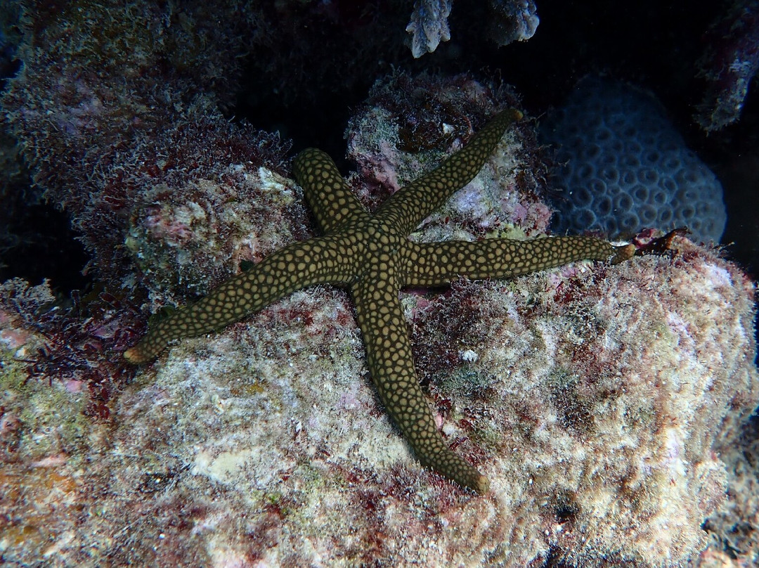Ningaloo Reef Dive & Snorkel-珊瑚湾必去景点