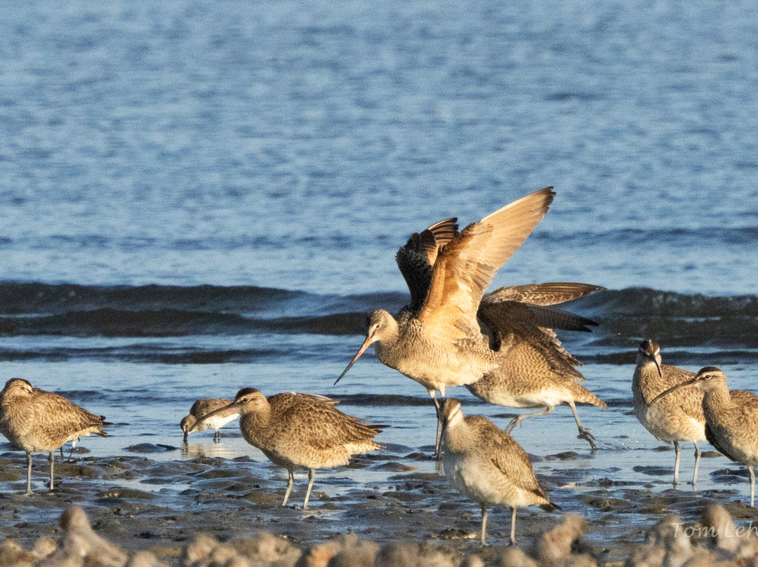 Lowcountry Photo Safaris-博福特必去景点