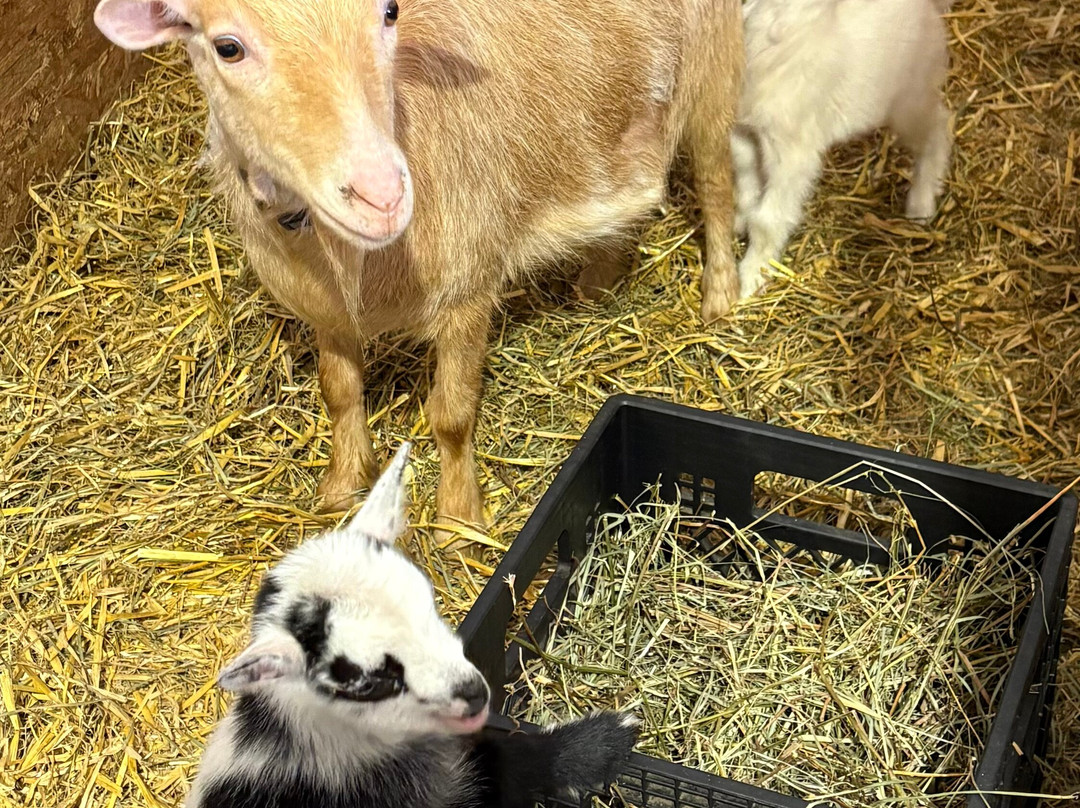 Udderly Ridiculous Farm Life-Blandford-Blenheim必去景点