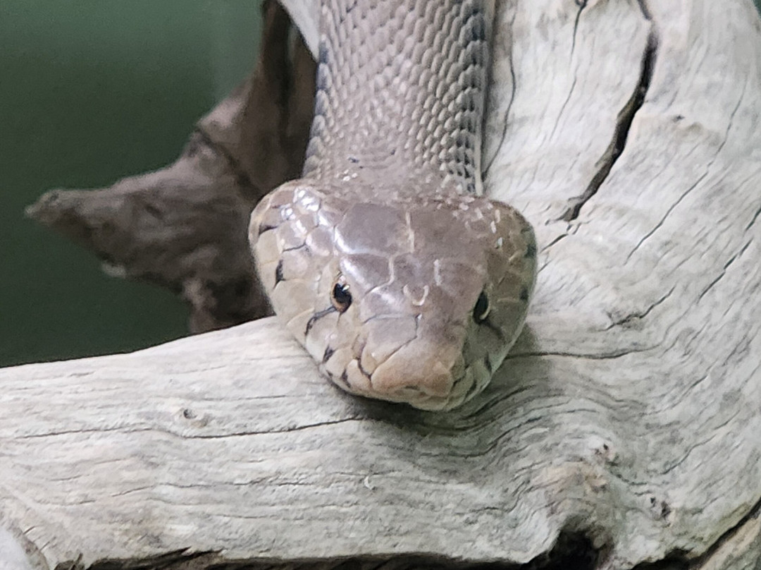Hoedspruit Reptile Centre-霍德斯普鲁特必去景点