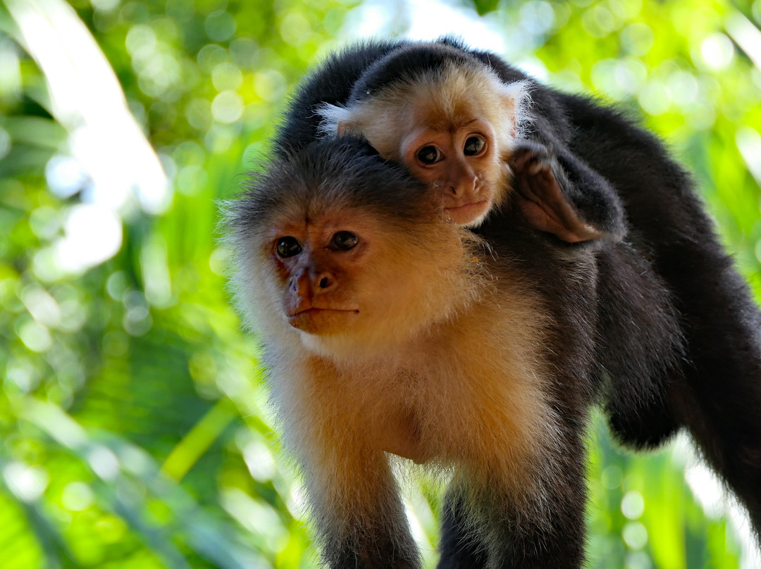 Tranquilo Bay Eco Adventure Lodge主图