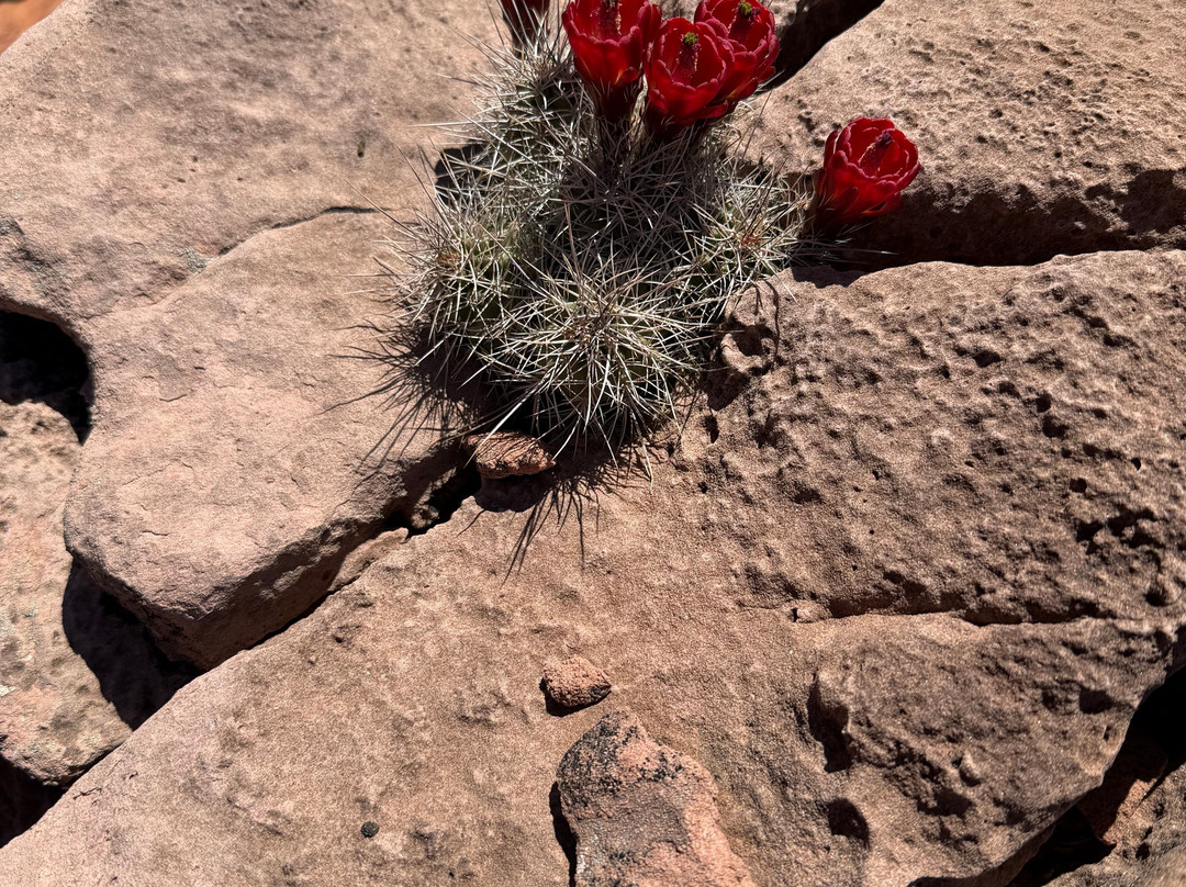 Utah Slickrock Guides-Boulder必去景点